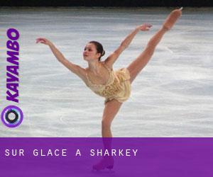 Sur glace à Sharkey Sur glace à Sharkey